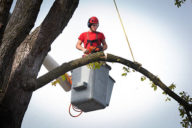 Best Fruit Tree Pruning  in Karnes City, TX