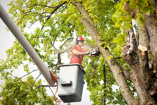 Seasonal Cleanup (Spring/Fall) in Karnes City, TX